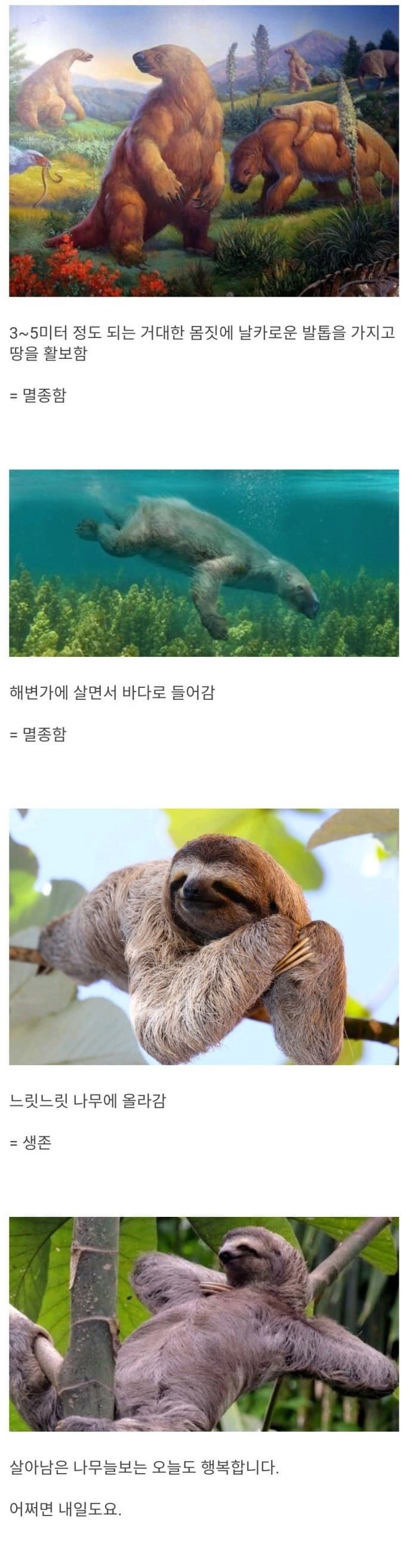 나무늘보 의 위대함