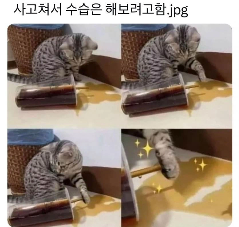 사고쳐서 수습중인 냥이 ㅋㅋ