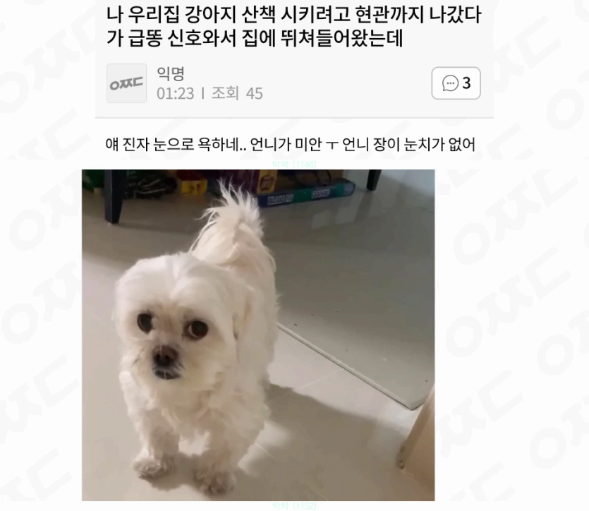 눈으로 욕하는 강아지