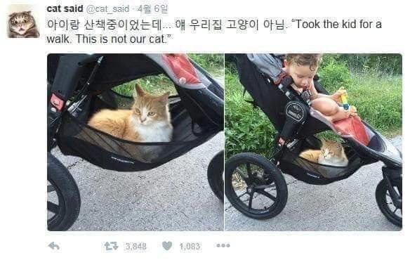 무임승차 고양이