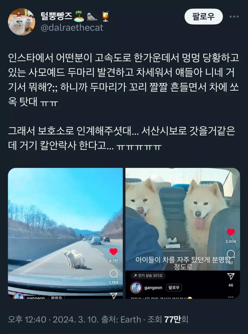 고속도로에 버려진 사모예드 두마리