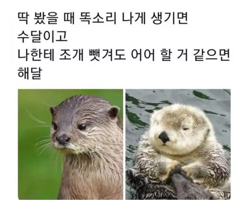 수달과 해달의 차이점