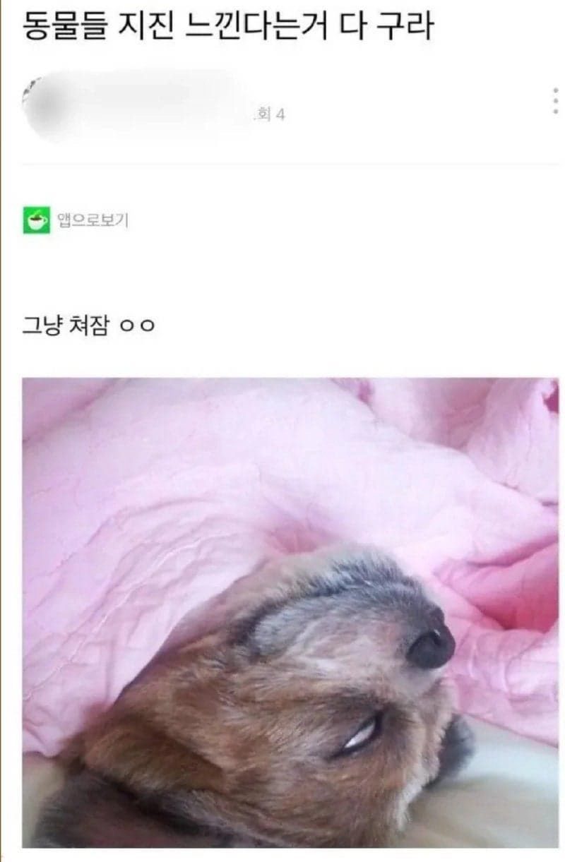 동물들의 대한 오해