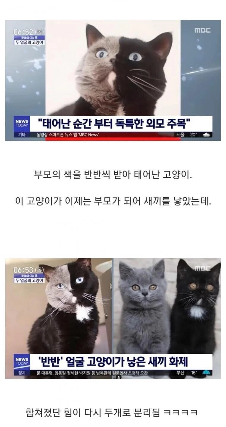 두 얼굴의 고양이